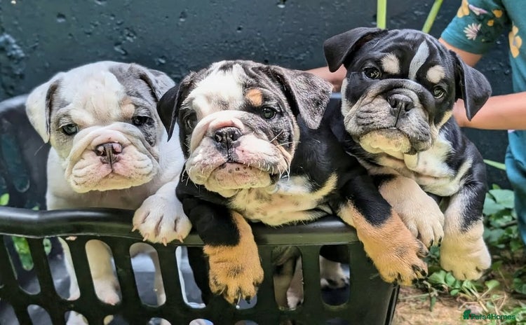 English Bulldog dogs - Advert 1