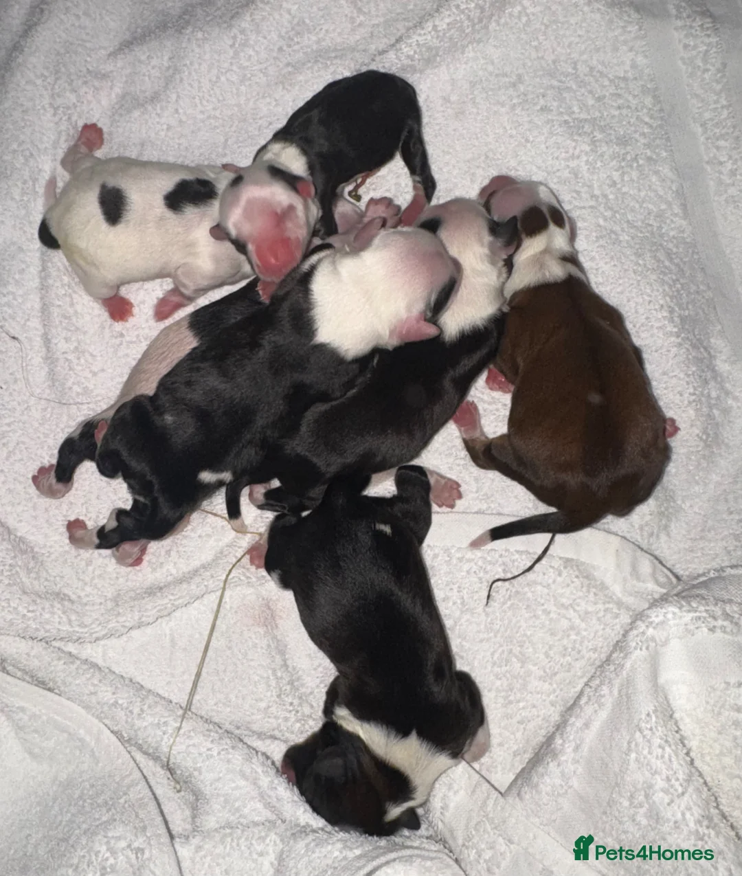 Tibetan Terrier dogs for sale: KC reg Tibetan terrier puppies  - Advert 9