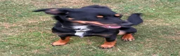 Smooth Collie dogs for sale: 10 month old collie cross bitch  in Minehead - Advert 6