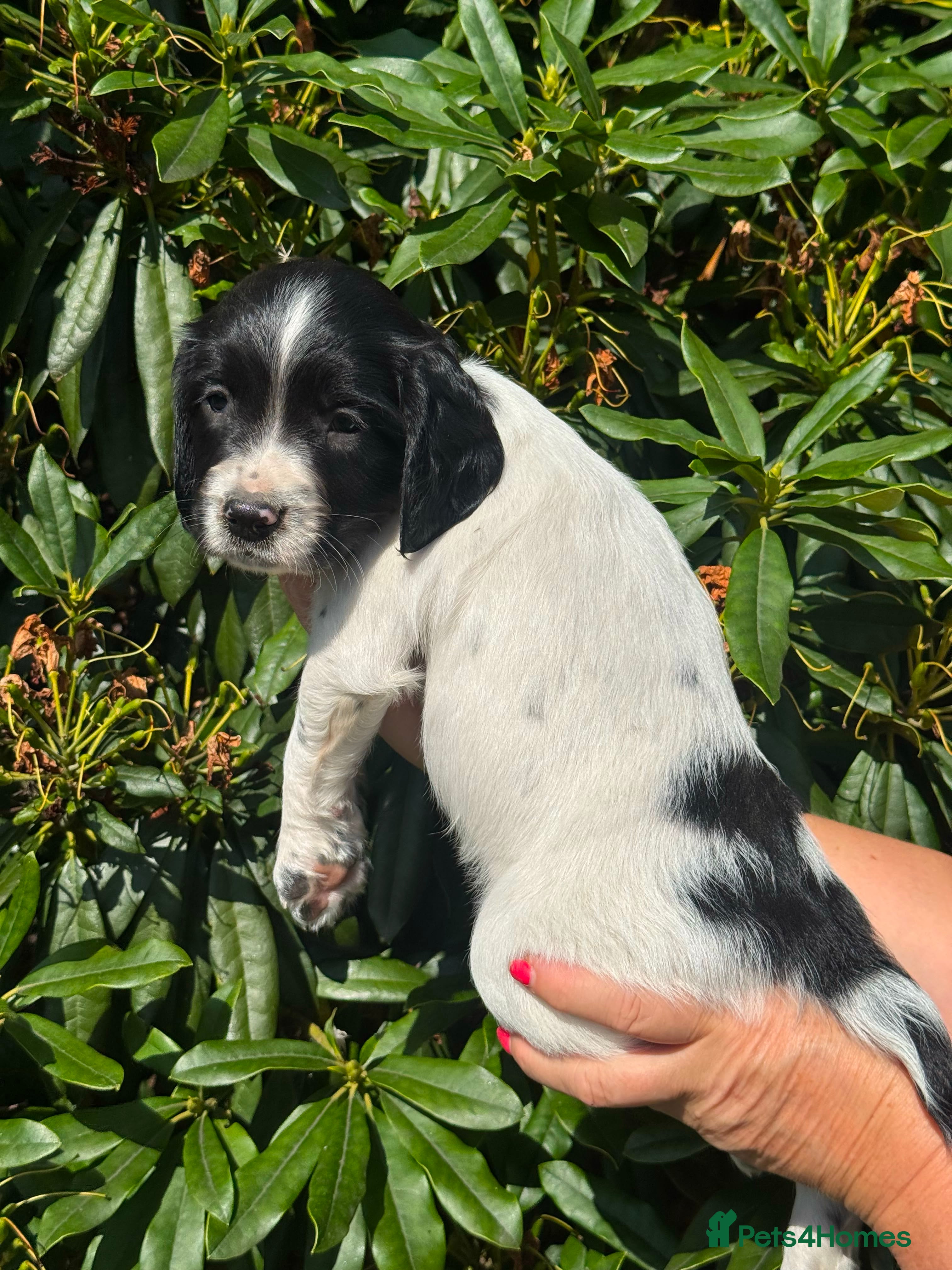 English Springer Spaniel dogs Outstanding KC Registered Springer Spaniel Puppies - Advert 2
