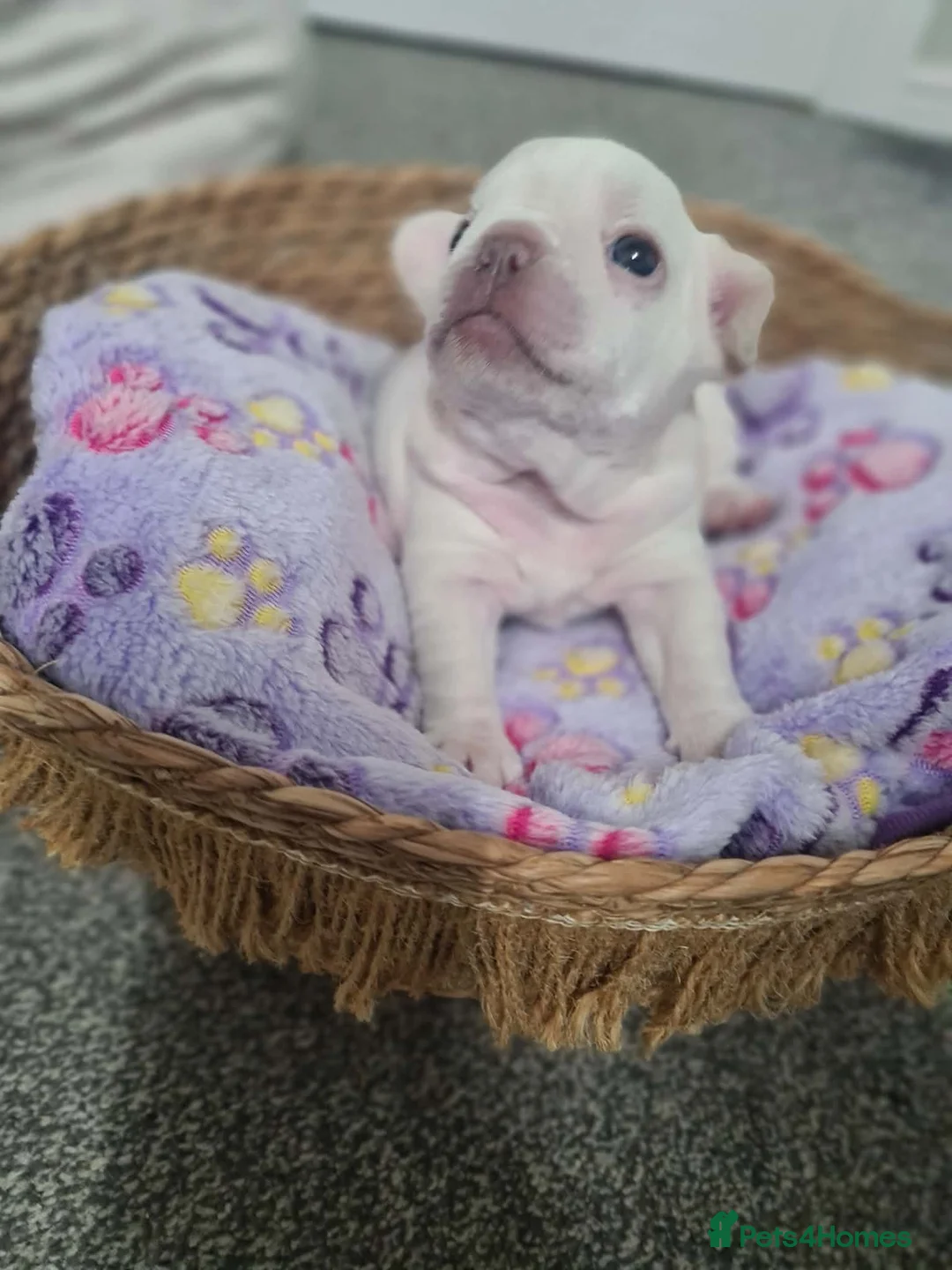 French Bulldog dogs for sale: French bulldog pups  - Advert 3