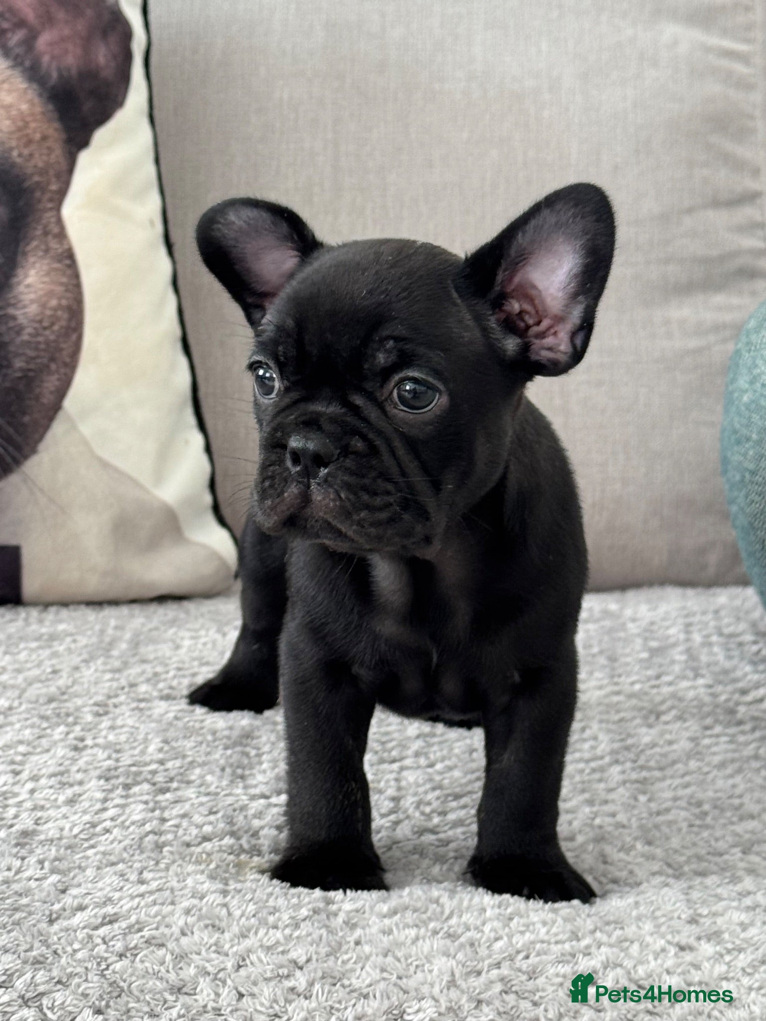 French Bulldog dogs Outstanding French Bulldog puppies  - Advert 2