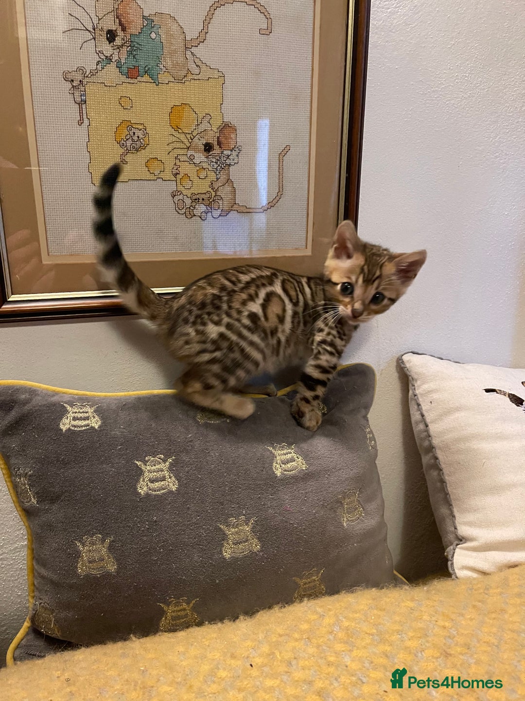 Bengal cats for sale: Registered Vaccinated Quality Bengal Kittens  - Advert 11