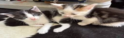 Mixed Breed cats for sale: 4 Adorable Kittens ready to go to new homes - Advert 5