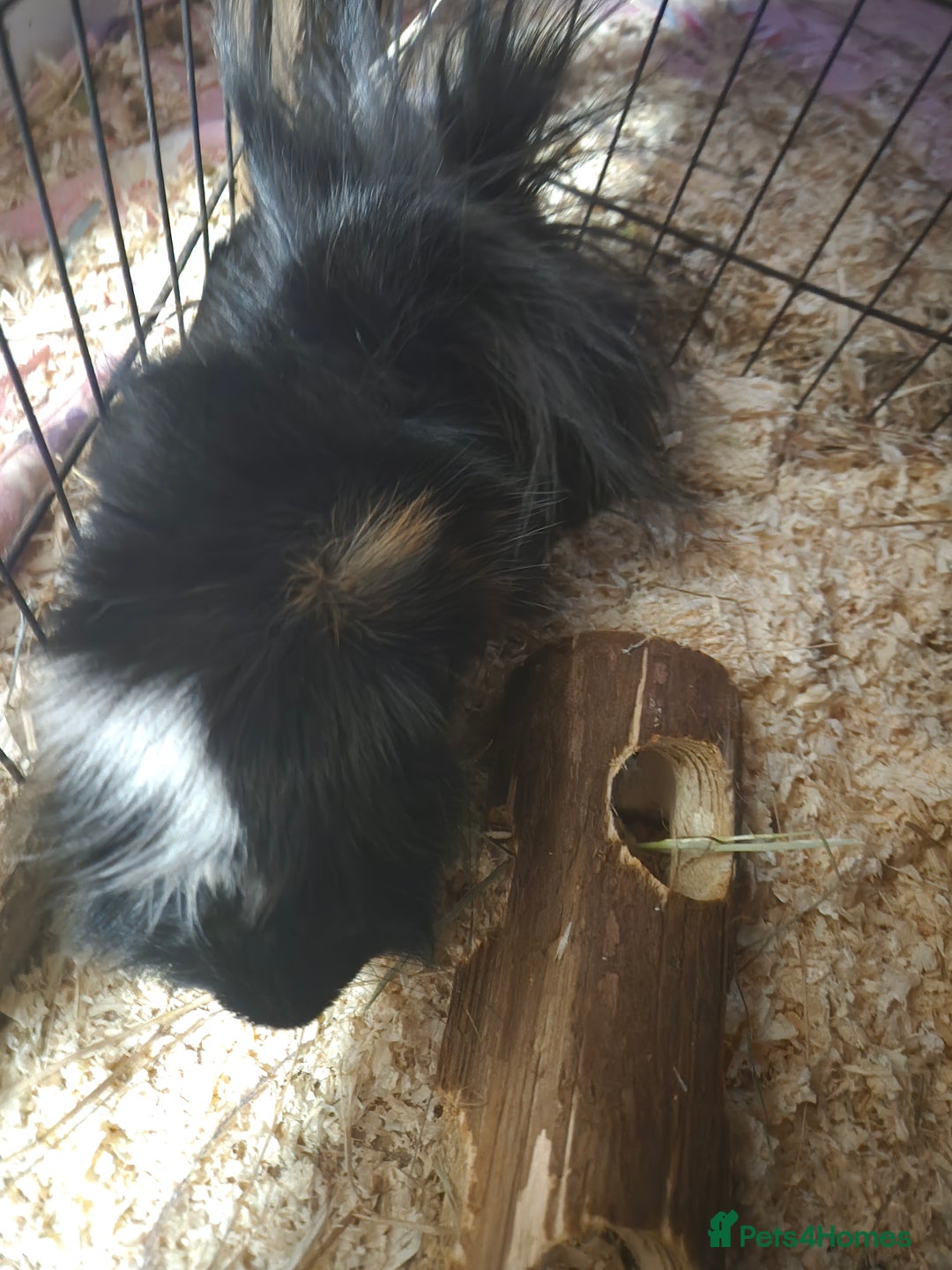 Guinea Pig rodents for sale: Lovely guinea pig - Advert 3