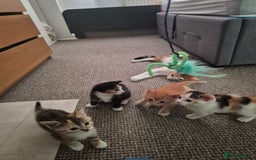 Domestic Shorthair cats for sale: 4 beautiful kittens domestic short-hair. - Image 5