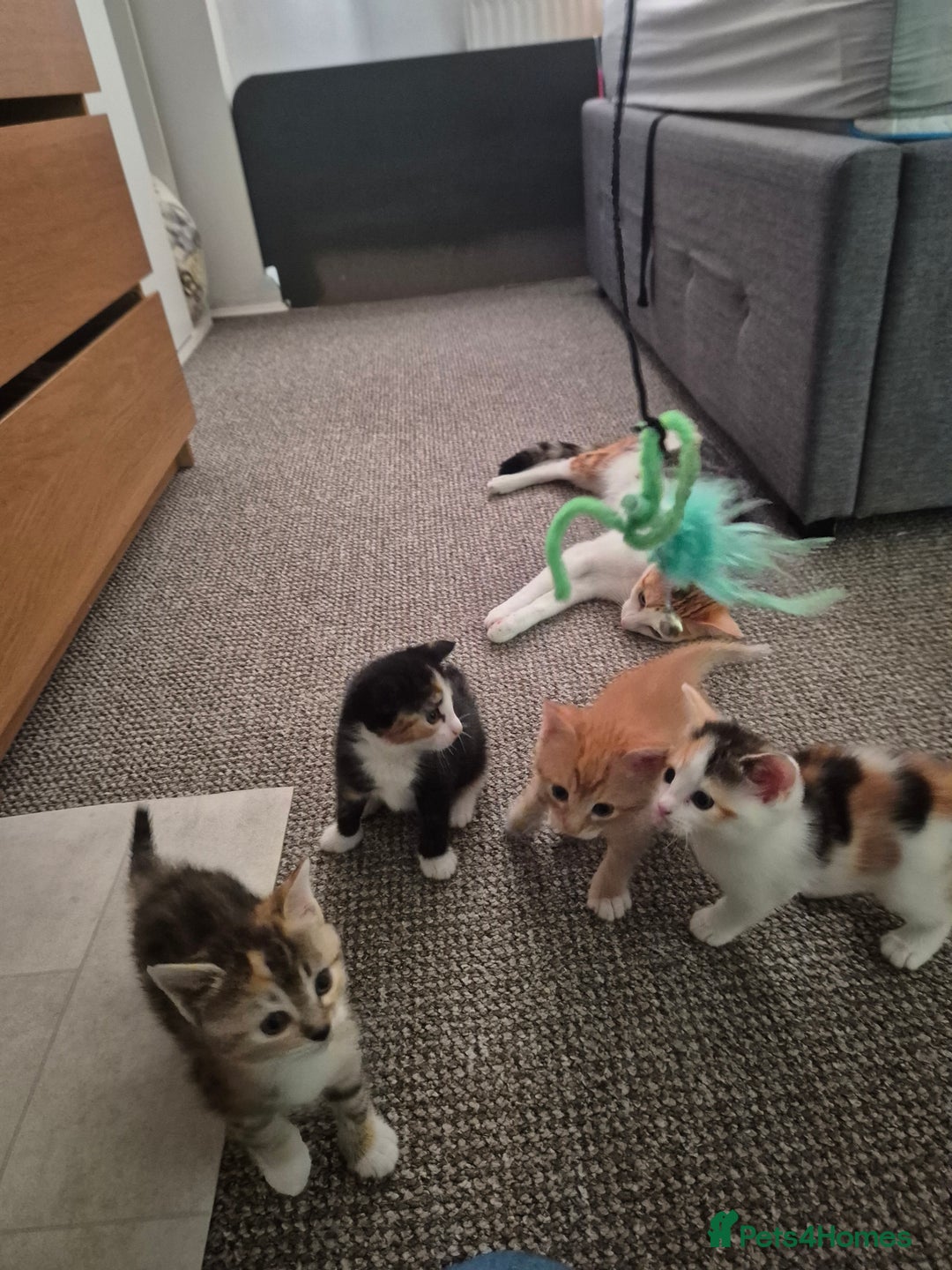 Domestic Shorthair cats for sale: 4 beautiful kittens domestic short-hair. - Image 5