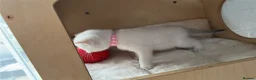 Scottish Fold cats for sale: Four Little Snowflakes with Unreal Blue Eyes  - Advert 20