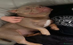 Mixed Breed dogs for sale: Champion blood line micro bully  - Image 3