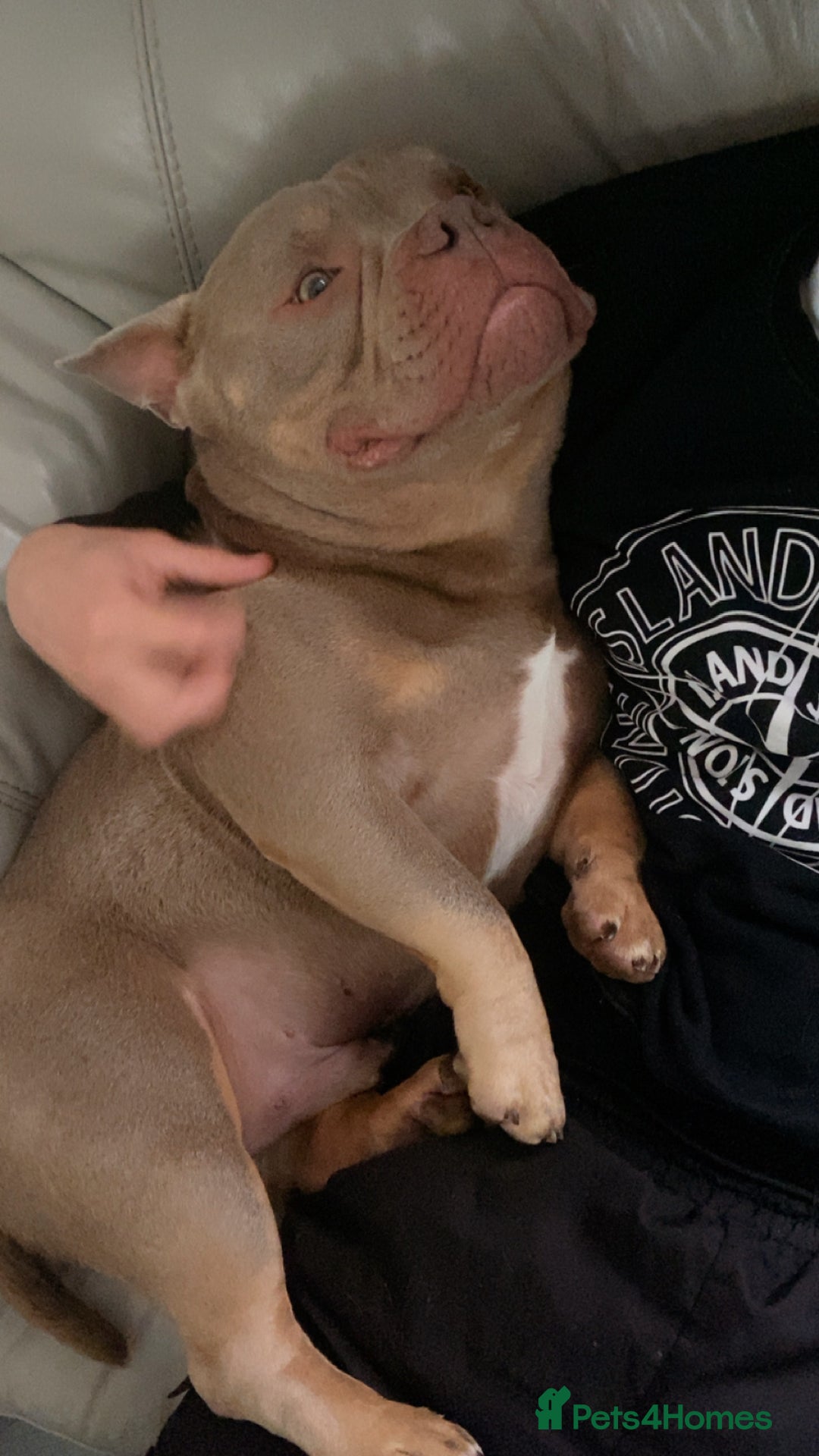 Mixed Breed dogs for sale: Champion blood line micro bully  - Image 3
