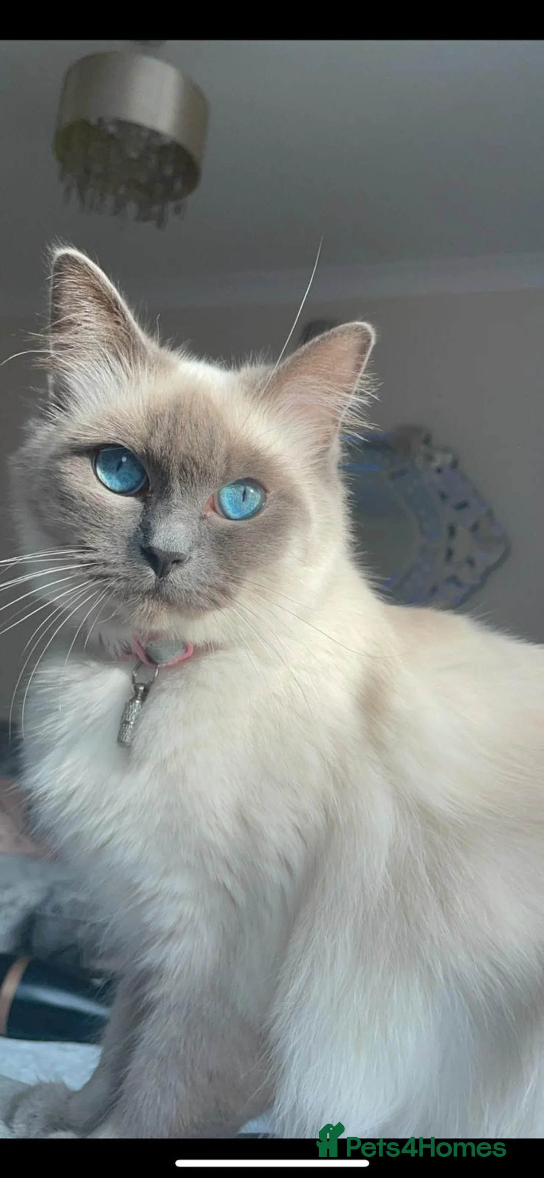 Ragdoll cats for sale: Ragdoll / maincoon kittens  - Advert 7