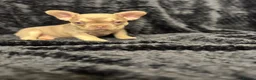 French Bulldog dogs for sale: Beautiful French Bulldog puppies - Advert 33