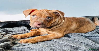 Mixed Breed dogs - Advert 13