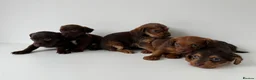 Mixed Breed dogs for sale: 5 Beautiful Chocolate brown & Tan Puppies  in Egham - Advert 15