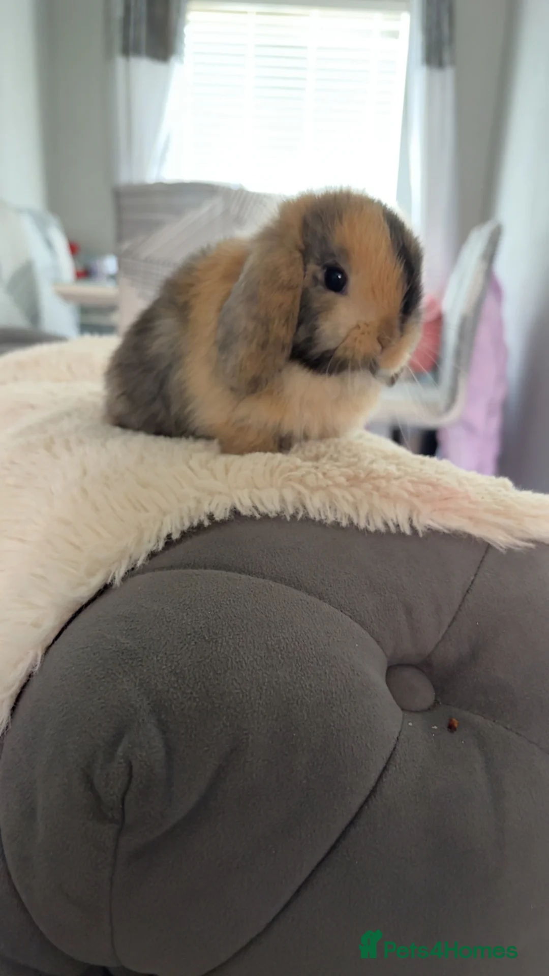 Mini Lop rabbits for sale: Mini lop boy ready to reserve 🥰 - Advert 1