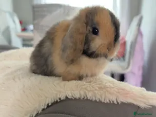 Mini Lop rabbits Mini lop boy ready to reserve 🥰 - Advert 1