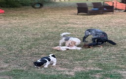 Mixed Breed dogs for sale: Jack Russell x Chorkie Jack Puppies - Image 4