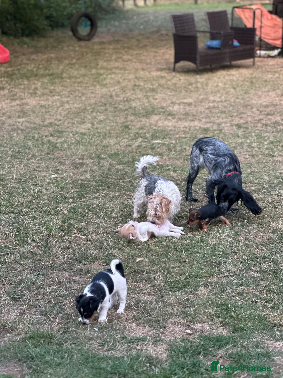Mixed Breed dogs for sale: Jack Russell x Chorkie Jack Puppies - Image 4