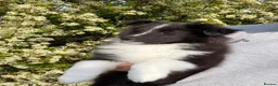 Shetland Sheepdog dogs for sale: Gorgeous Bi-black Boy Available  - Advert 7
