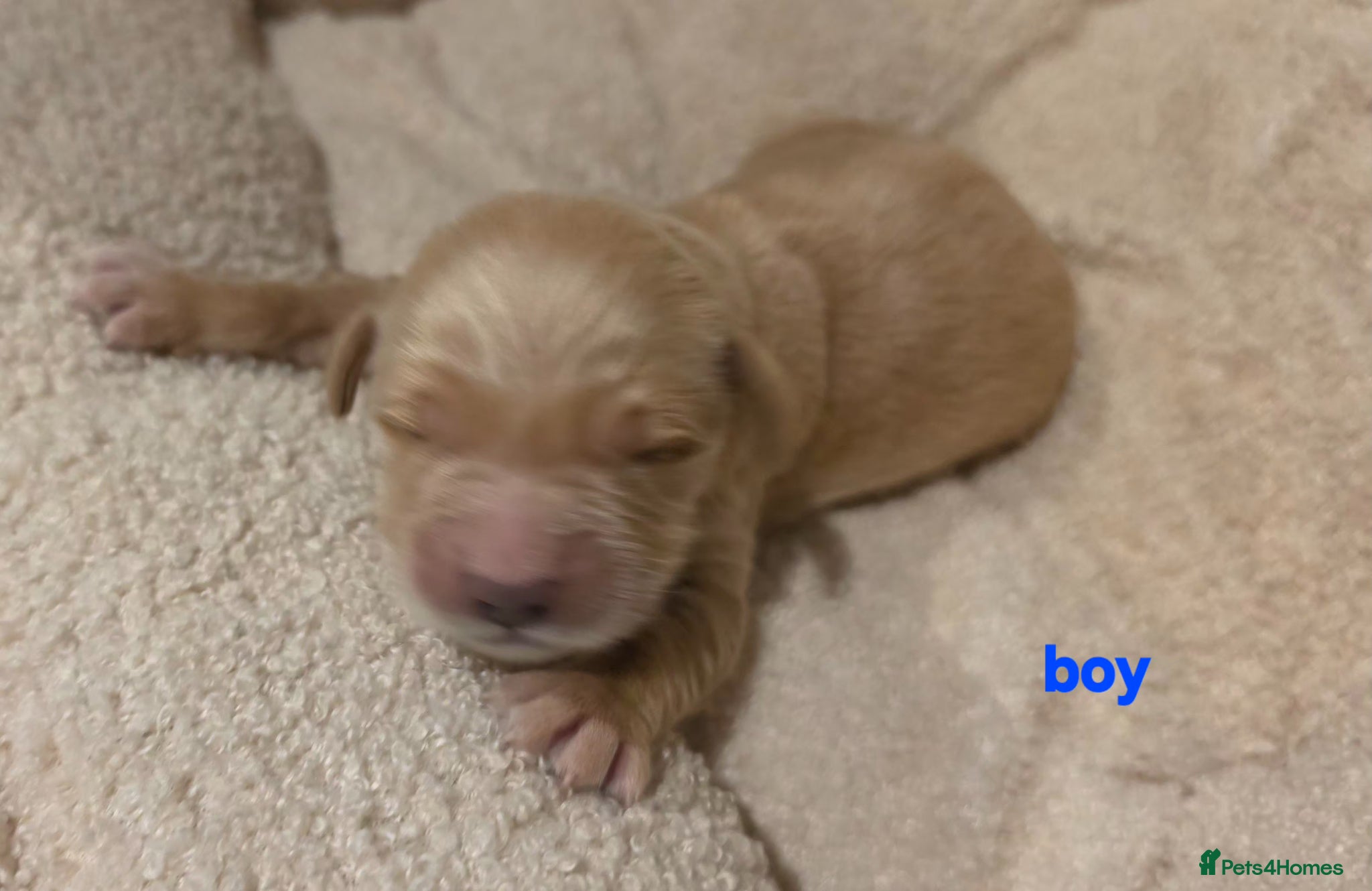 Golden Retriever dogs Golden retriever champion bloodline puppies. - Advert 2