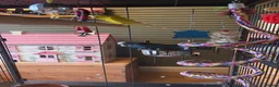 Budgerigars birds for sale: Mixed pair 18 months old plus full setup in Milford Haven - Advert 3