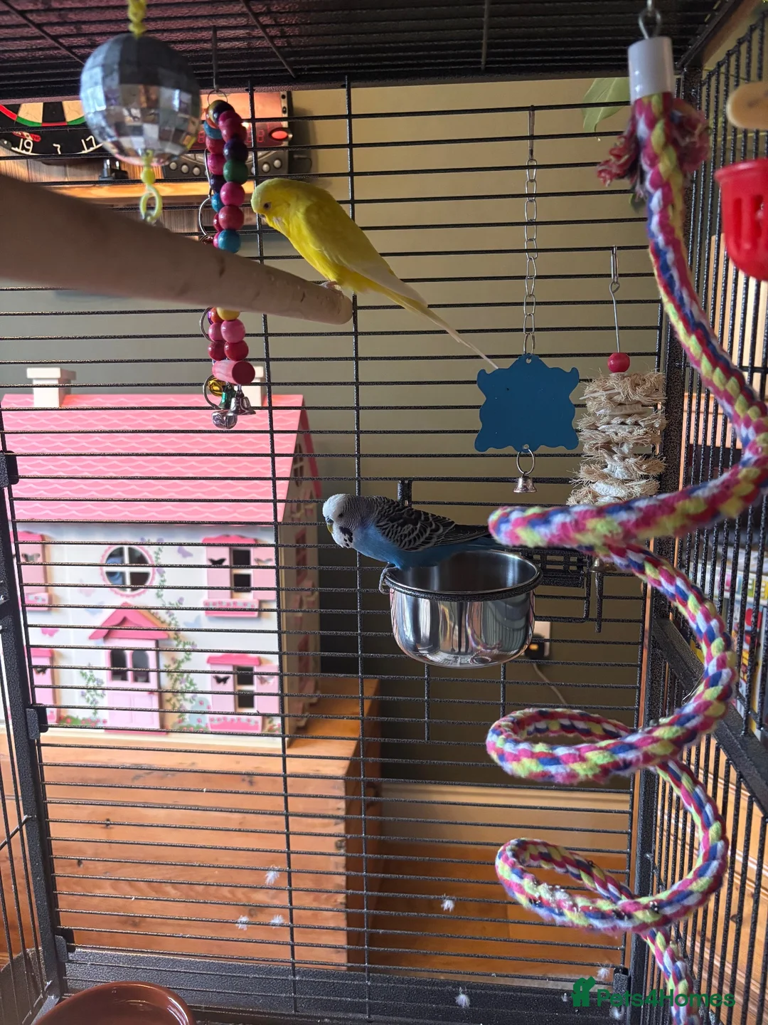 Budgerigars birds for sale: Mixed pair 18 months old plus full setup in Milford Haven - Advert 3
