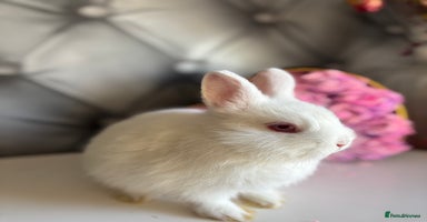 Netherland Dwarf rabbits - Advert 14