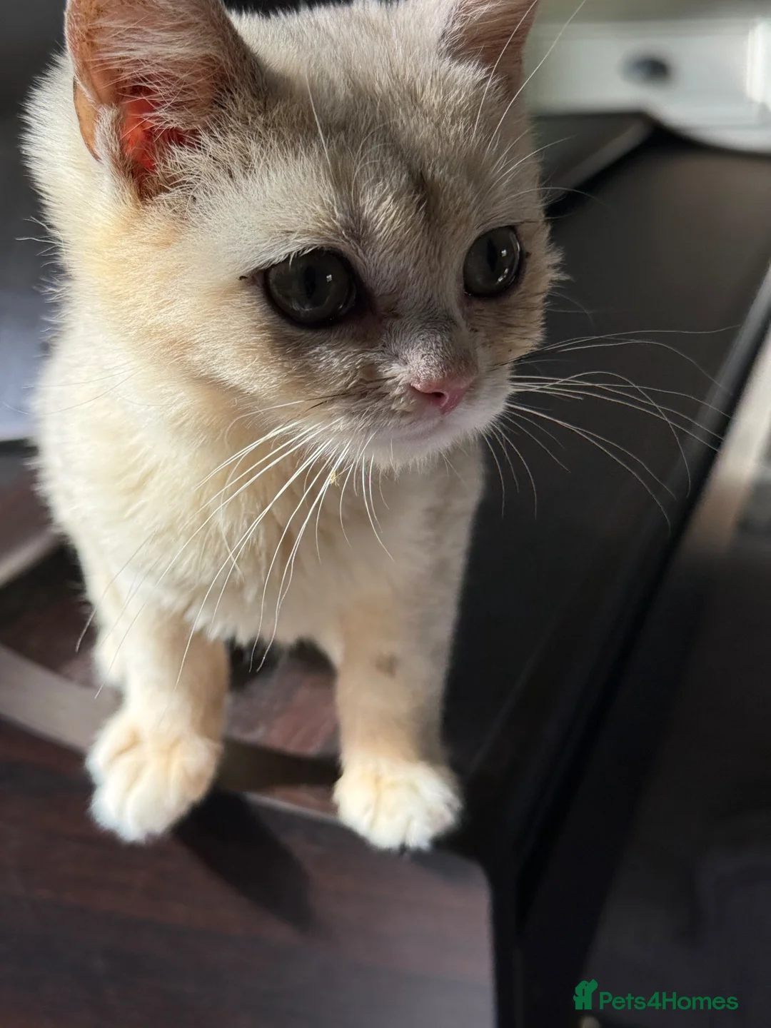 British Shorthair cats for sale: Pedigree GCCF Golden BSH Ready Now ! - Advert 2