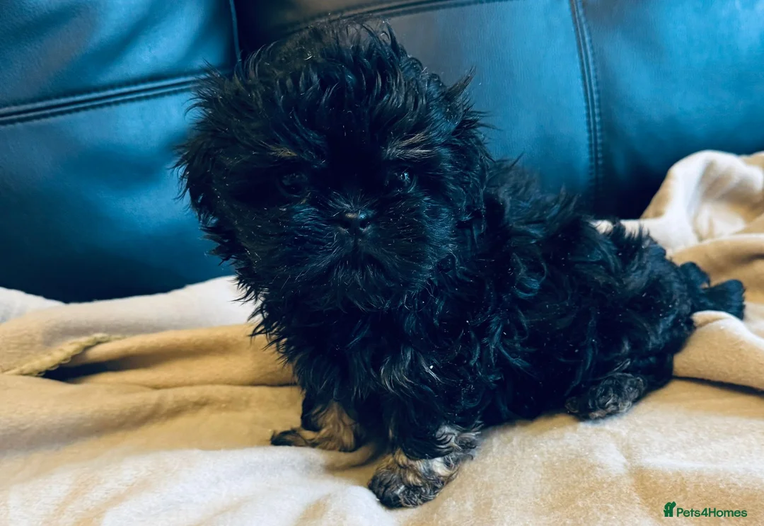 Shih Tzu dogs for sale: Gorgeous, outstanding imperial shih tzu puppies - Advert 5
