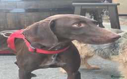 German Shorthaired Pointer dogs for adoption: Rucha, female German Shorthaired Pointer, aged 2 - Image 17