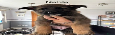 Nala