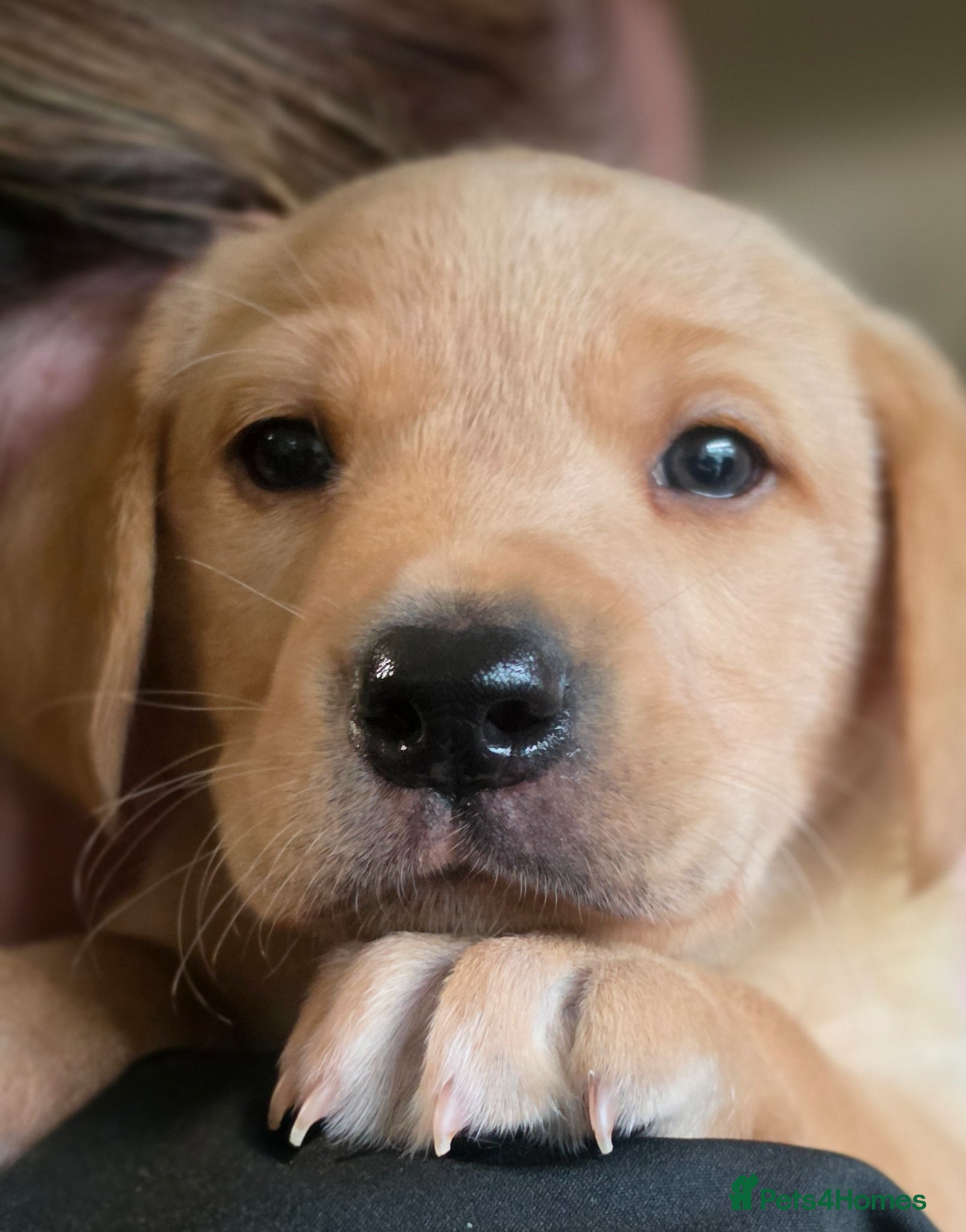 Labrador Retriever dogs Stunning boy  - Advert 13