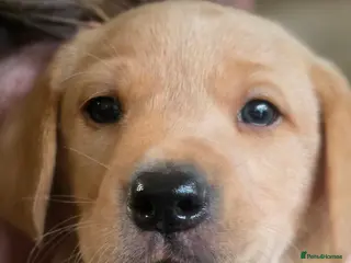 Labrador Retriever dogs Stunning boy - Advert 6