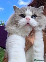 Ragdoll cats 💛 Beautiful European Kittens 😸 - Advert 11