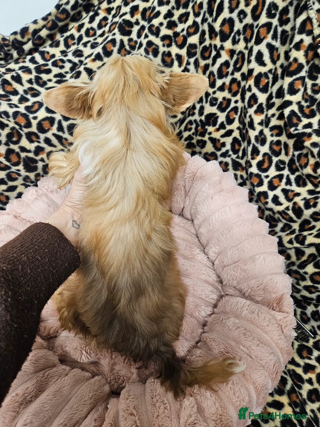 Yorkshire Terrier dogs for sale: 🤎 DNA tested mother 🤎 Blonde Yorkie girl - Advert 13