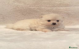 Pomsky dogs for sale: perfect husky markings Pomsky puppies for sale - Image 11