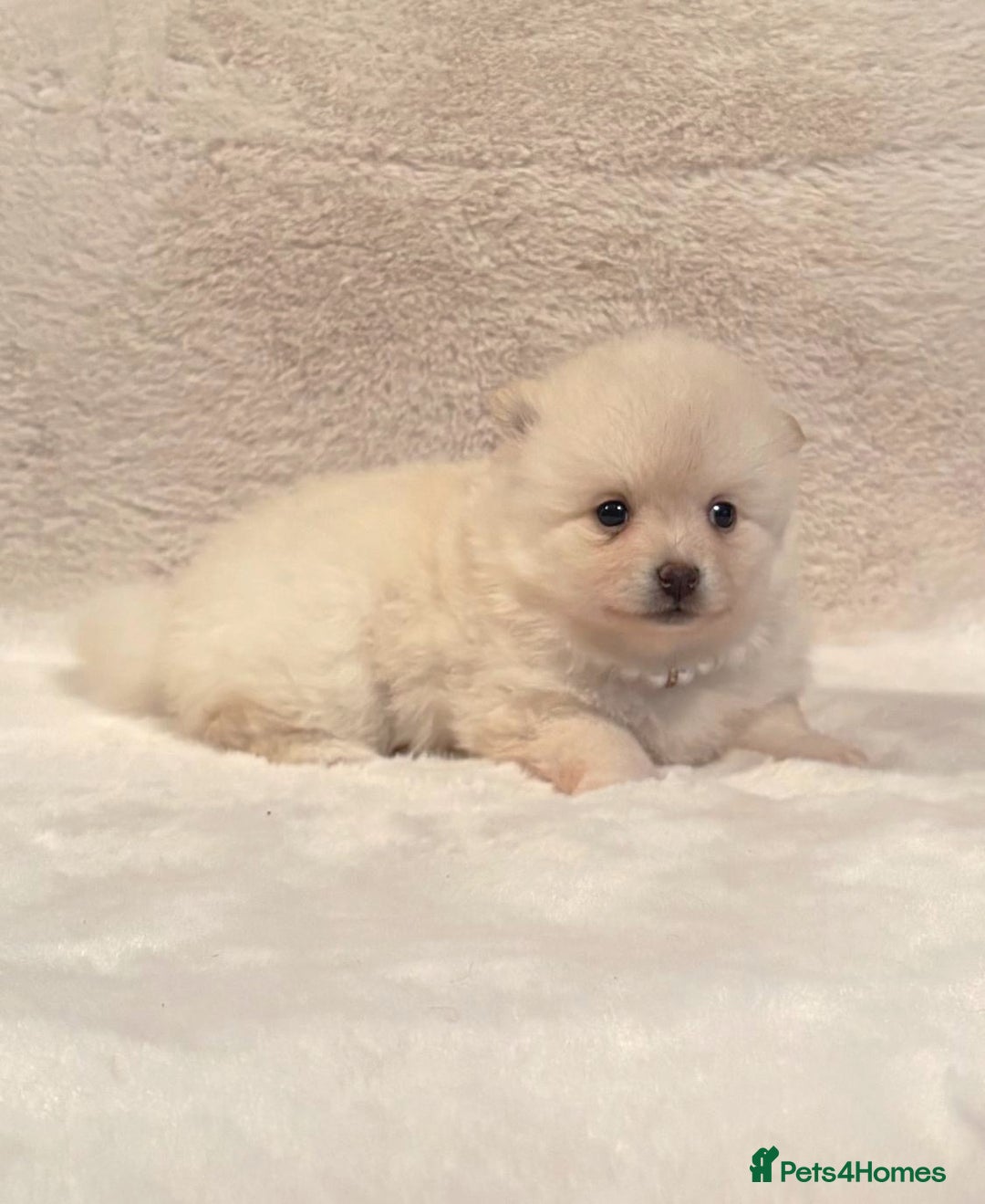 Pomsky dogs for sale: perfect husky markings Pomsky puppies for sale - Image 11