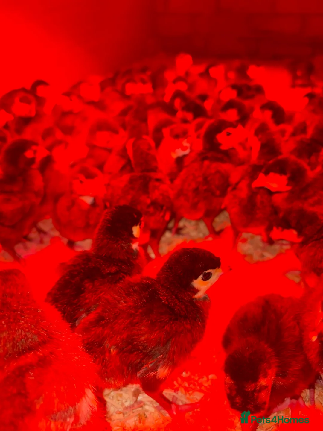 Turkeys poultry for sale: Norfolk black turkey poults  - Advert 2