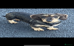 Miniature Dachshund dogs for sale: Wire haired dachshund  - Image 4