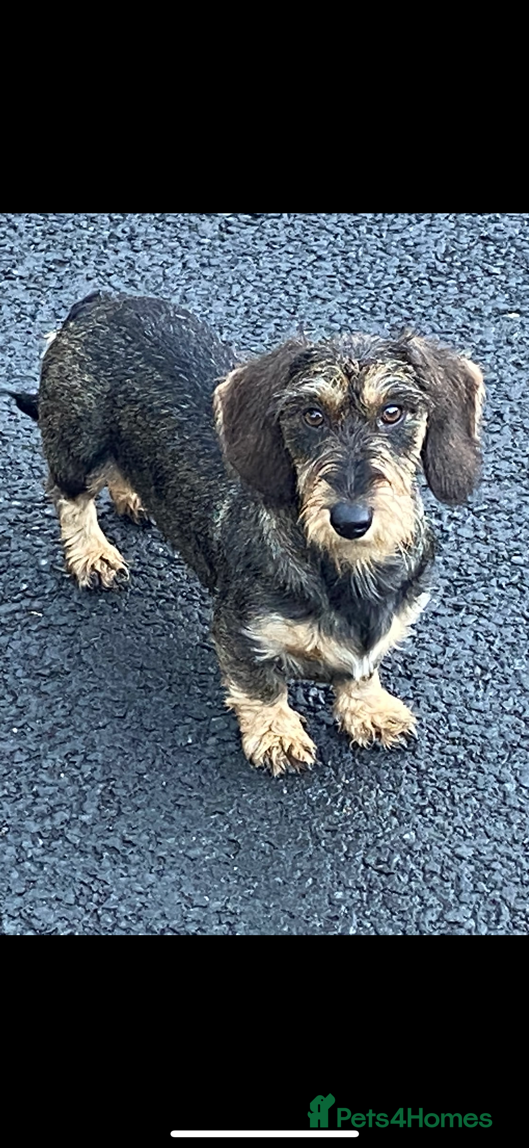 Miniature Dachshund dogs for sale: Wire haired dachshund  - Image 4
