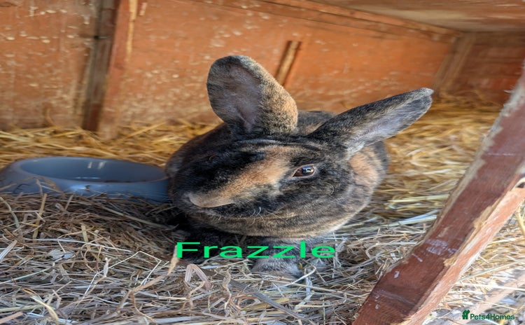 Mixed Breed rabbits in New Milton - Advert 7