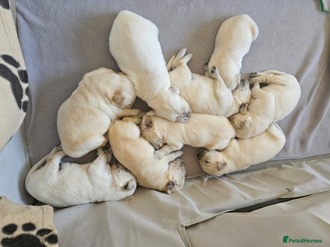 Golden Retriever dogs for sale: Beautiful golden retriever pups - Image 3