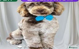 Cockapoo dogs for sale: F1B Cockapoo’s  - Image 11