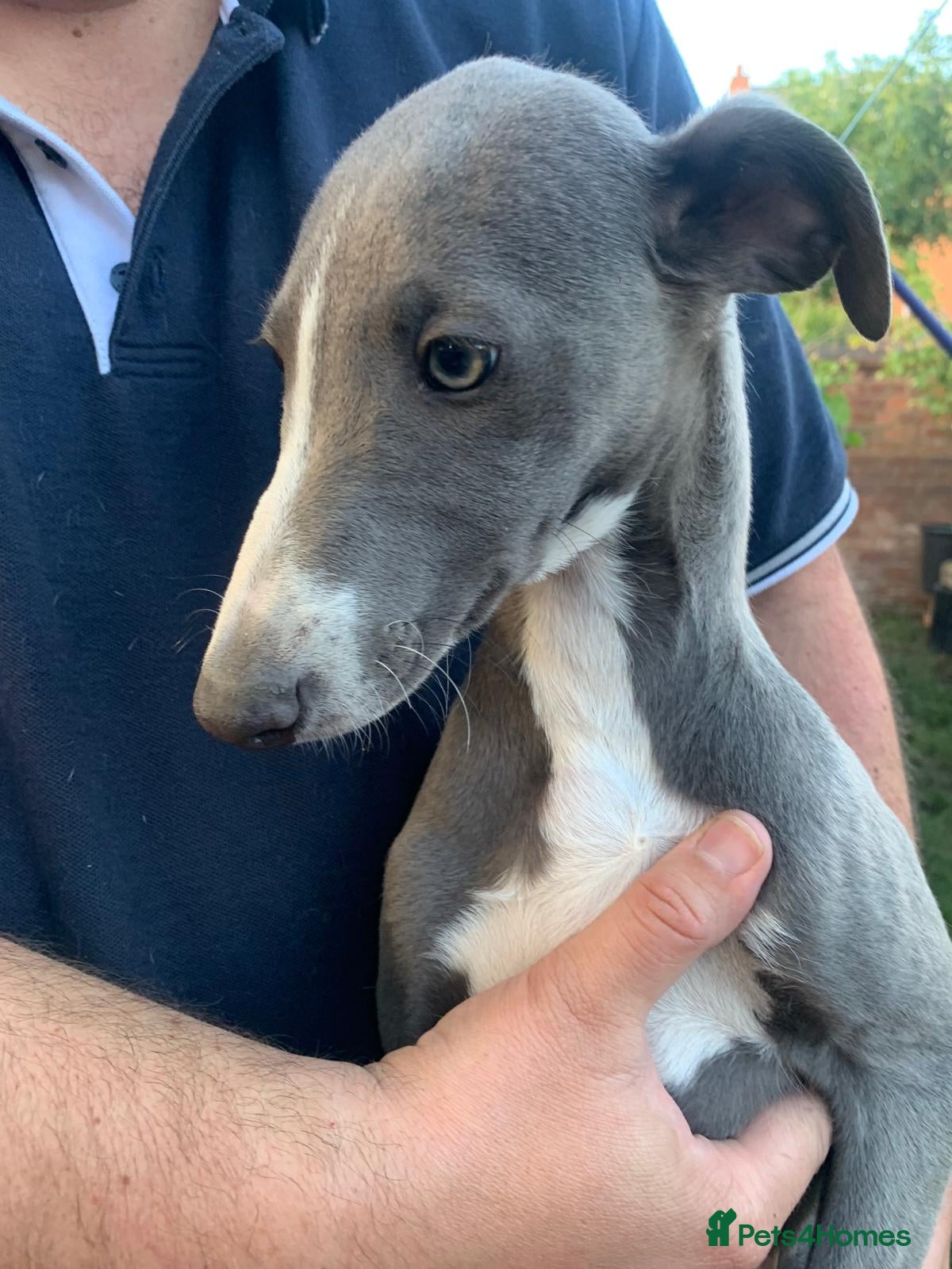 Whippet dogs Beautiful k.c. parentage whippet puppies - Advert 2