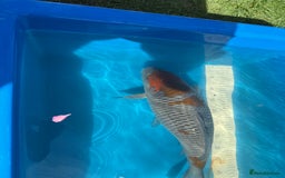 Koi Carp fish for sale: Various koi carp for sale  - Image 4