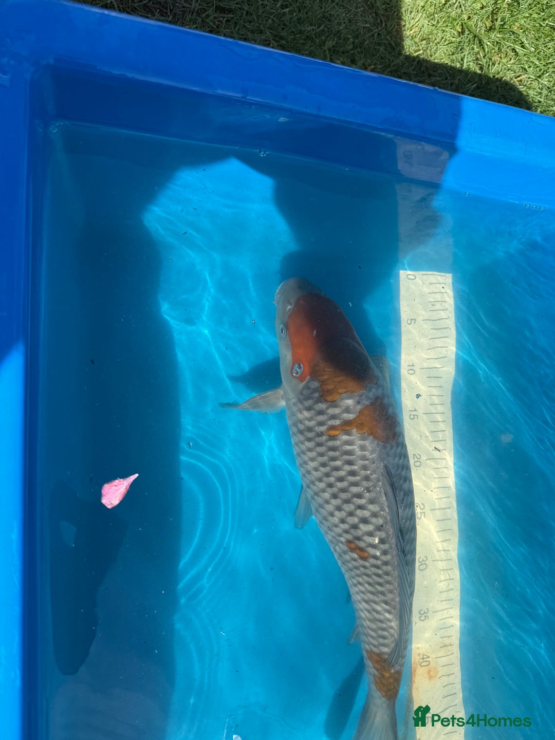 Koi Carp fish for sale: Various koi carp for sale  - Image 4