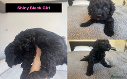Cockapoo dogs for sale: Adorable F2 Cockapoo Puppies, Ready 12 Oct - Image 15