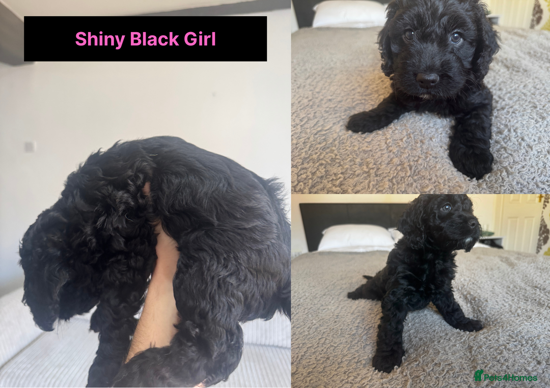 Cockapoo dogs for sale: Adorable F2 Cockapoo Puppies, Ready 12 Oct - Image 15