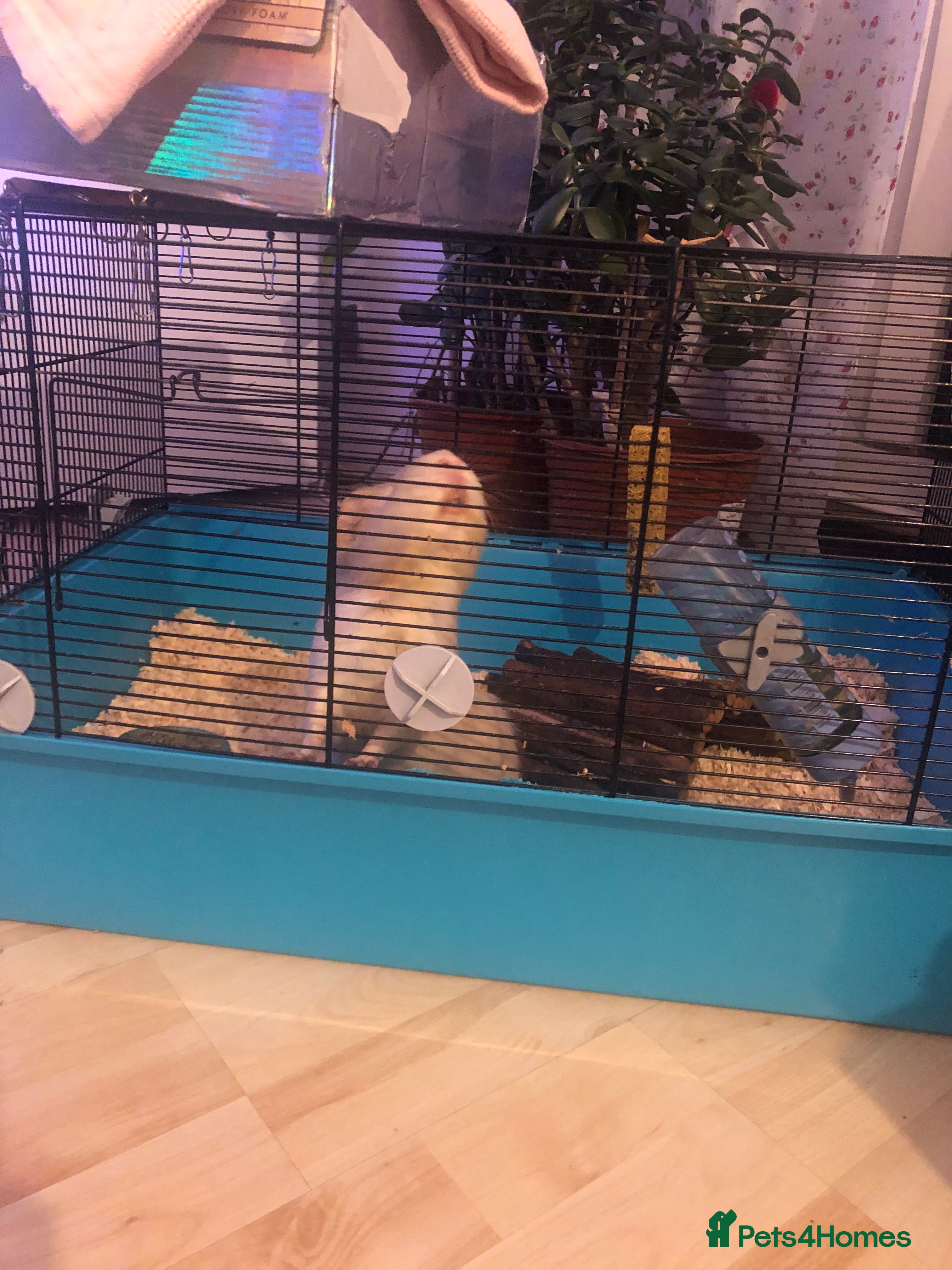 Guinea Pig rodents Guinea pig  - Advert 1