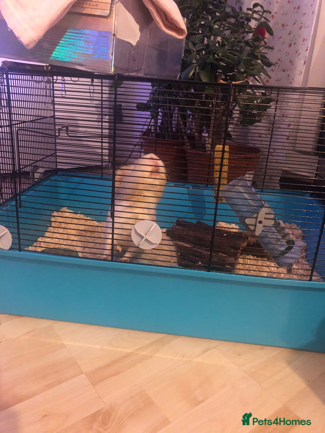 Guinea Pig rodents for sale: Guinea pig  - Advert 1